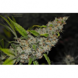 499 x Bubblegum x Snow Ripper