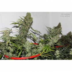 499 x Bubblegum x Snow Ripper