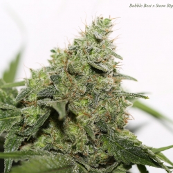 Bubble Best x Snow Ripper x Mizar