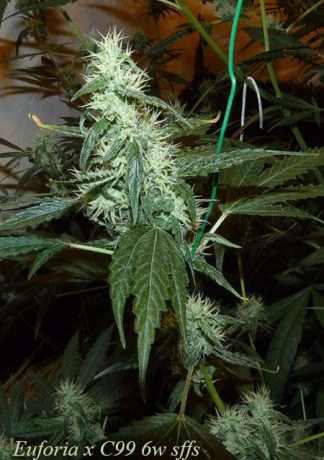 Euforia x C99 x More Than Light