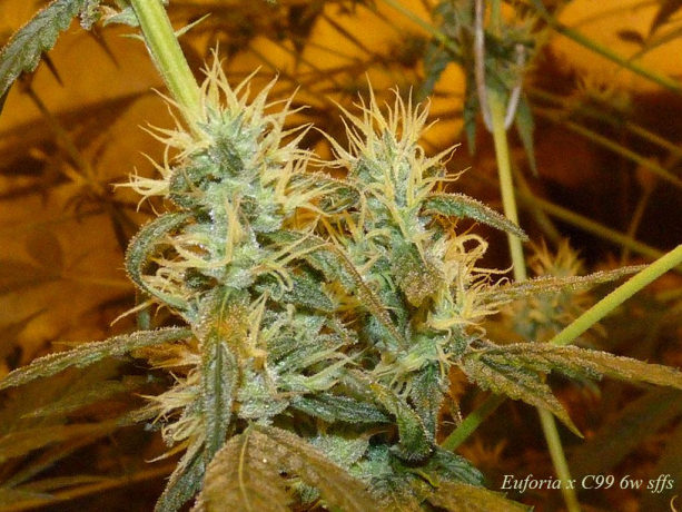 Euforia x C99 x More Than Light