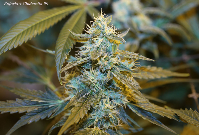 Euforia x C99 x More Than Light