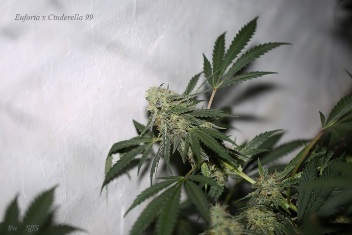 Euforia x C99 x More Than Light