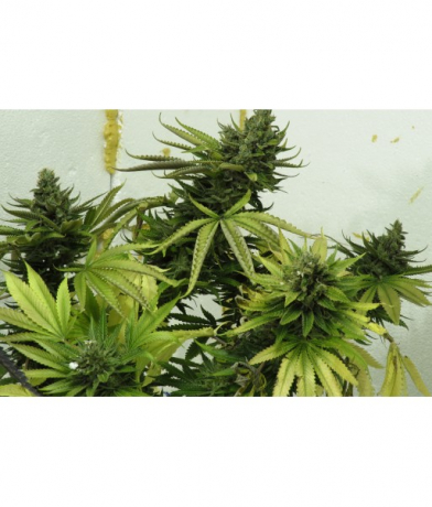 Snow Ripper x Blueberry