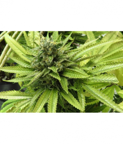 Snow Ripper x Blueberry