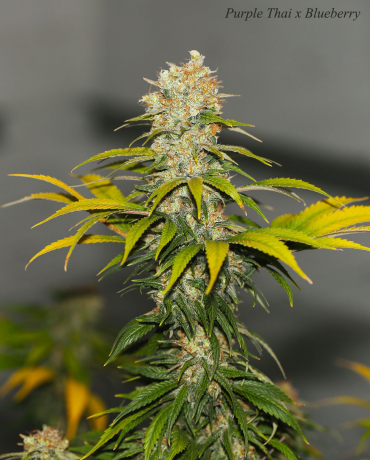 Purple Thai x Blueberry