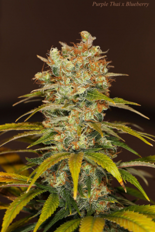 Purple Thai x Blueberry