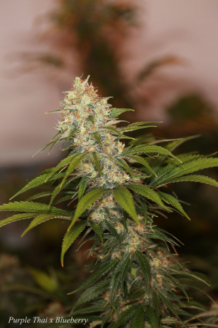 Purple Thai x Blueberry