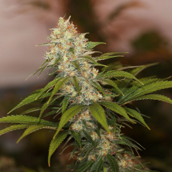 Purple Thai x Blueberry