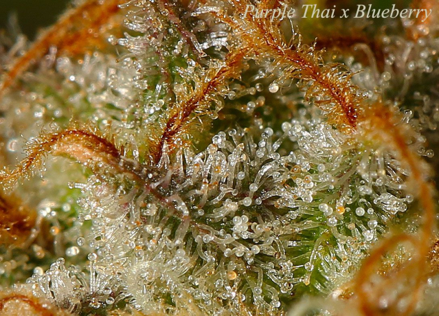 Purple Thai x Blueberry