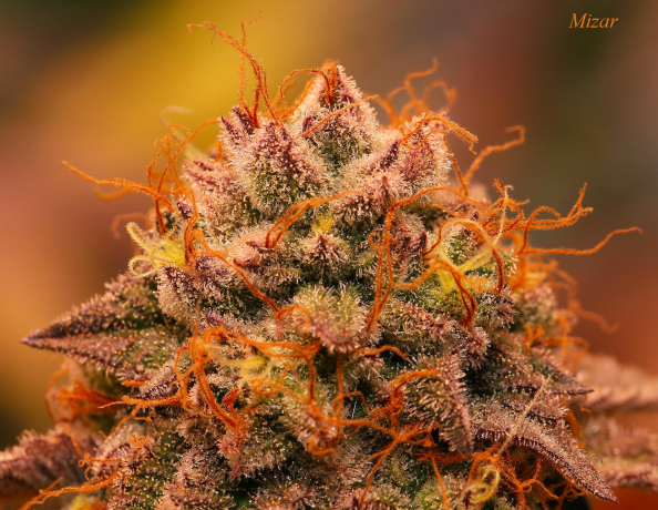 More Than Light x Mizar