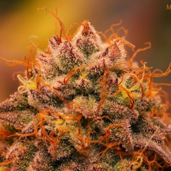 More Than Light x Mizar