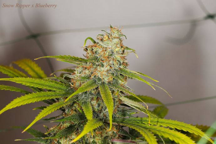 Snow Ripper x Blueberry