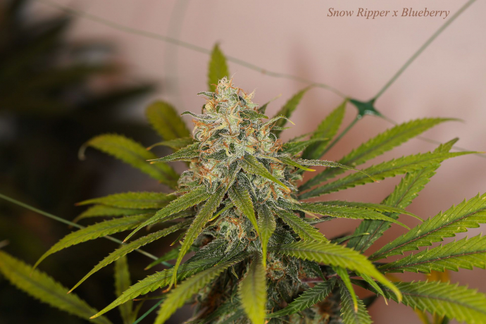 Snow Ripper x Blueberry