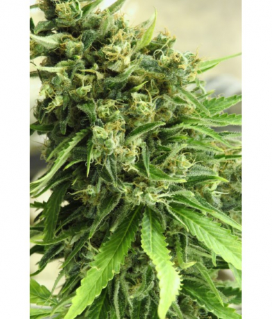 Purple Thai x Blueberry