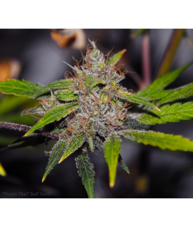 Purple Thai x Bubblegum