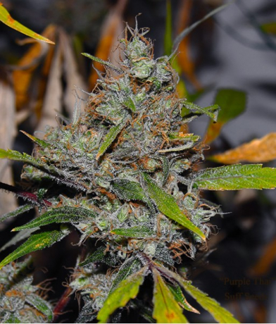 Purple Thai x Bubblegum