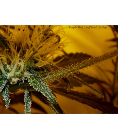 Purple Thai x Bubblegum