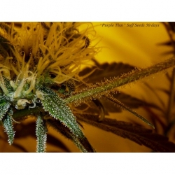 Purple Thai x Bubblegum