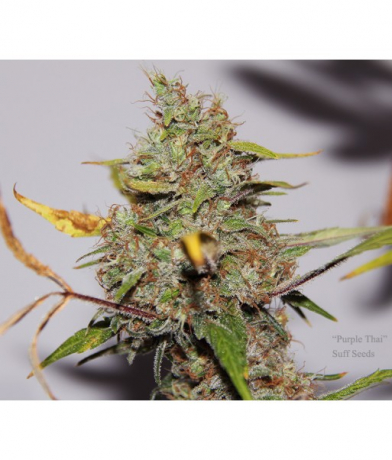 Purple Thai x Bubblegum