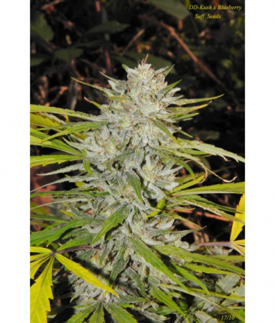 DD-Kush x Blueberry