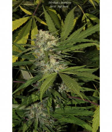 DD-Kush x Blueberry