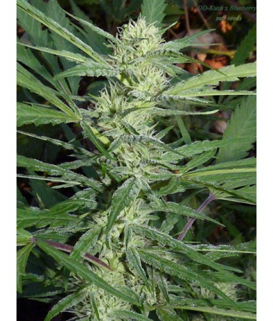 DD-Kush x Blueberry