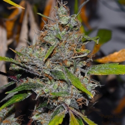 Purple Thai x MK-Ultra