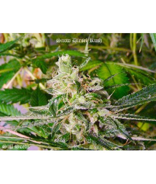 Snow Diesel Kush