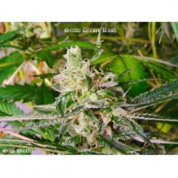 Snow Diesel Kush