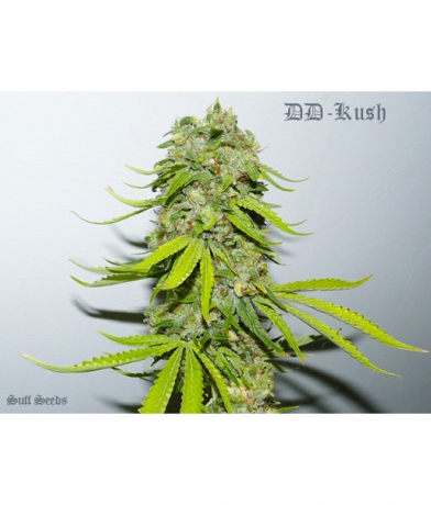 DD-Kush