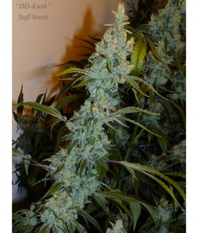 DD-Kush