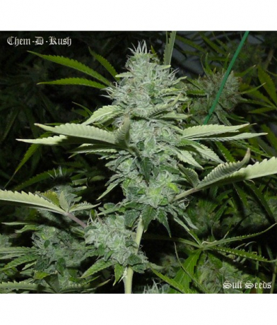 Chem-D-Kush