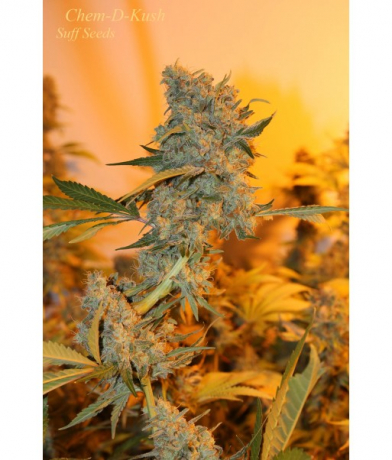 Chem-D-Kush
