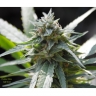 Violator Haze