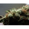 Violator Haze