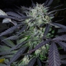 Violator Haze