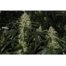 Violator Haze