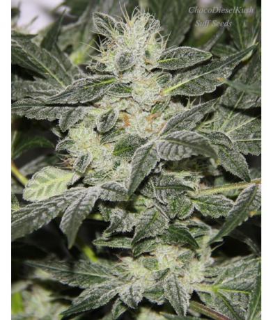 ChocoDieselKush