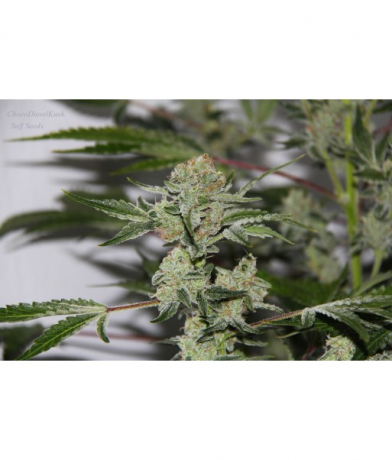 ChocoDieselKush
