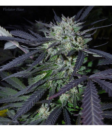 Violator Haze x Purple Tahoe Alien