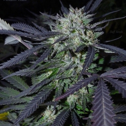 Violator Haze x Purple Tahoe Alien