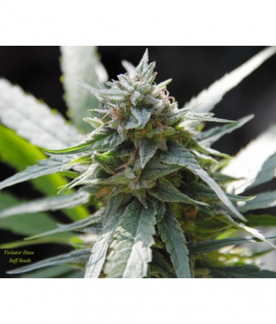 Violator Haze x Erdpurt