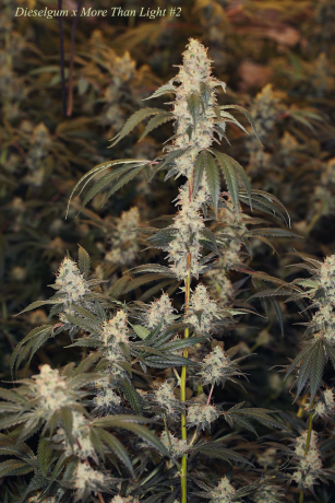 Dieselgum x More Than Light#2