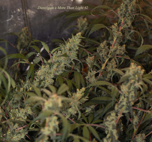 Dieselgum x More Than Light#2