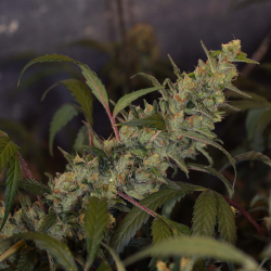 Dieselgum x More Than Light#2