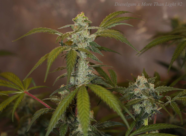 Dieselgum x More Than Light#2