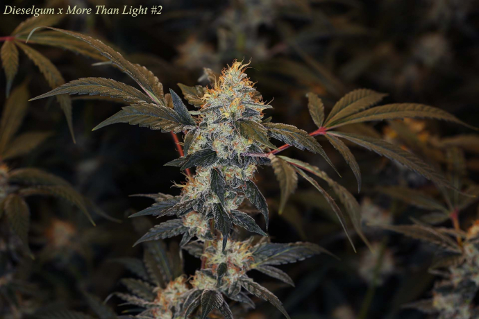 Dieselgum x More Than Light#2