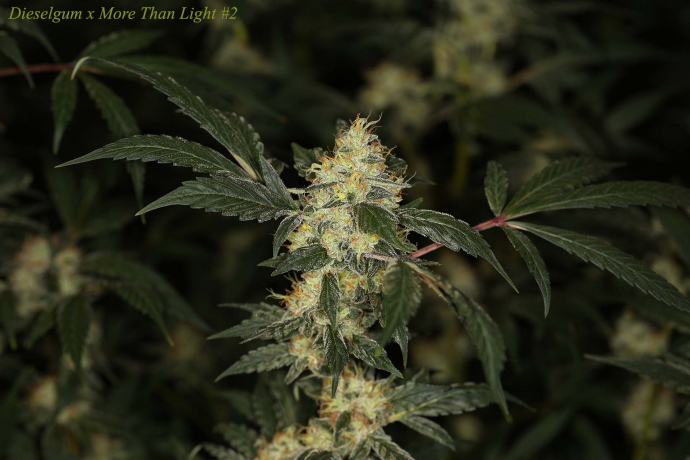 Dieselgum x More Than Light#2