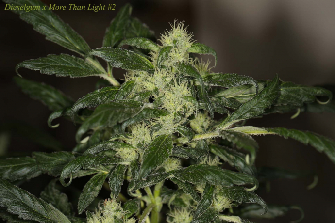 Dieselgum x More Than Light#2